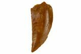 Serrated, Raptor Tooth - Real Dinosaur Tooth #115852-1